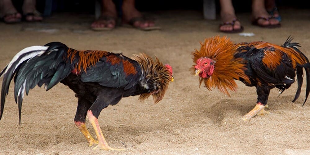 Discover Exhilarating Philippine Sabong: 7 Unstoppable Live Battles on Diamond Sabong & R88